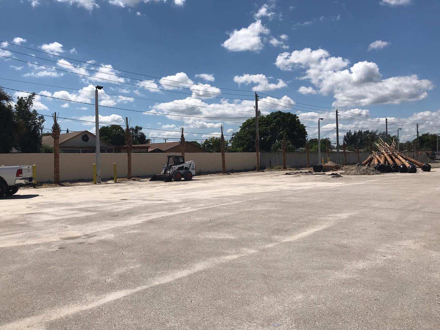 Palm trees planted in Annex Property 